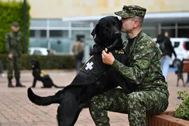 Cães terapeutas ajudam soldados feridos a lidar com traumas da guerra - Imagem