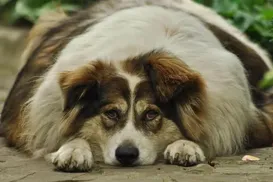 Cremação ou sepultamento: saiba qual melhor opção para pets - Imagem