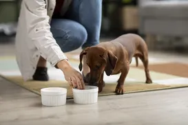 Descubra quais alimentos oferecem risco à saúde dos pets - Imagem