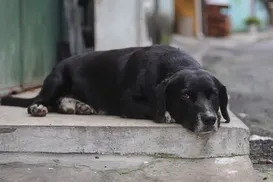 Leishmaniose canina: especialistas orientam para cuidados com os cães - Imagem