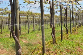 O PIB cresce 0,4%, mesmo com juros altos. E agora? - Imagem