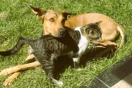 Seu pet está protegido? Maioria dos tutores ignora vacinas de cães e gatos - Imagem