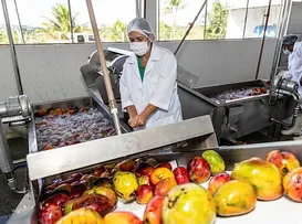 Feira de Santana impulsiona produção da agroindústria familiar no interior da Bahia - Imagem