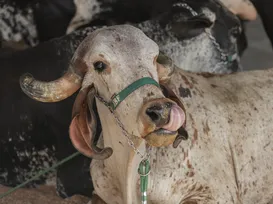 Fenagro: associações de criadores querem trazer novas raças em 2025 - Imagem