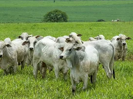 Municípios do Portal do Sertão têm vocação natural para a pecuária - Imagem