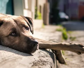 Abandonou o pet, vai pagar: projeto na Bahia propõe multa de até R$ 10 mil