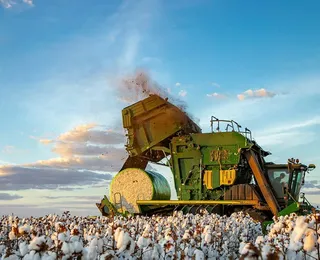 "Bad Beat": Trump ignora agribusiness e joga errado