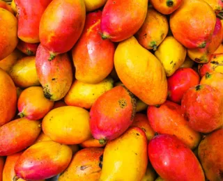 Bahia perderá R$ 400 milhões em frutas com tarifaço; manga será a mais afetada