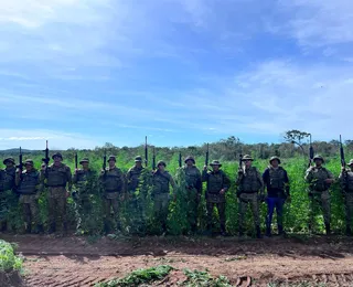 Bahia ultrapassa 1 milhão de pés de maconha erradicados em 2025