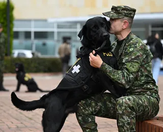 Cães terapeutas ajudam soldados feridos a lidar com traumas da guerra