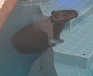 Capivara é encontrada dentro de piscina em Camaçari