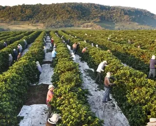 Com fortuna de R$ 17 bi, herdeiro da Globo produz café premiado