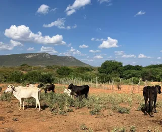 Comunidades rurais recebem orientações sobre convivência com felinos