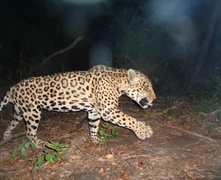 Comunidades rurais recebem orientações sobre convivência com felinos