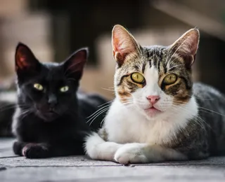 Confira as 15 raças de gatos mais inteligentes