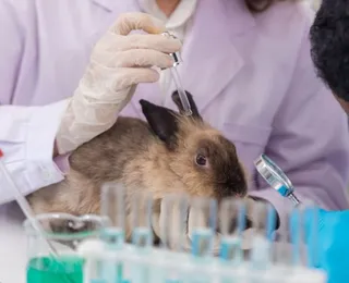 Conheça as marcas de cosméticos que não testam em animais