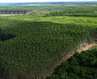 Crises climáticas pressionam setor de celulose a ampliar clones de eucaliptos