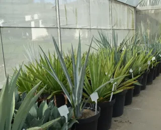 Etanol de tequila? Pesquisa baiana estuda planta para abastecer carros