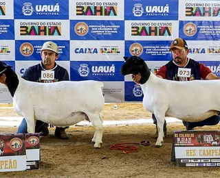 Expo Uauá reforça liderança da Bahia na caprinovinocultura