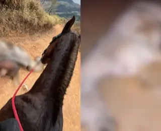 Famosas pedem justiça após cavalo ter patas mutiladas com facão