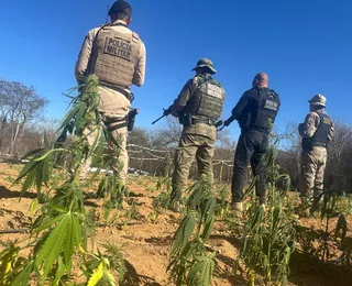 Fazenda com 25 mil pés de maconha e energia solar é encontrada na Bahia