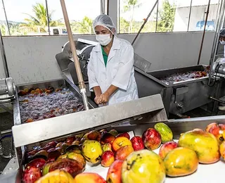 Feira de Santana impulsiona produção da agroindústria familiar no interior da Bahia