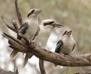 Fenômeno raro: pesquisa encontra aves com sexo trocado após o nascimento