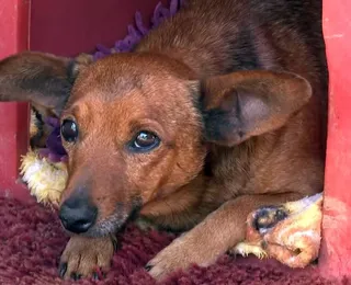 Fiel até o fim: cachorro percorre 12 km para velório do tutor em MG
