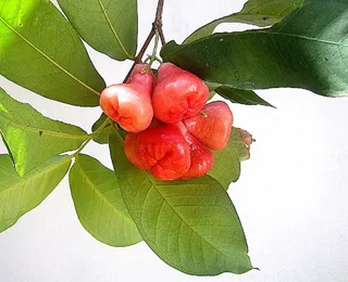 Fruta que previne infarto e hipertensão; conheça os benefícios