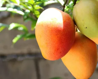 Fruticultores temem demissão em massa com tarifa de Trump
