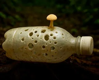 Fungo come plástico