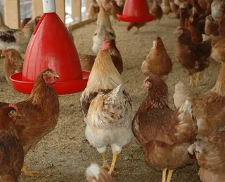 Gripe aviária: Bahia estende emergência zoossanitária por seis meses