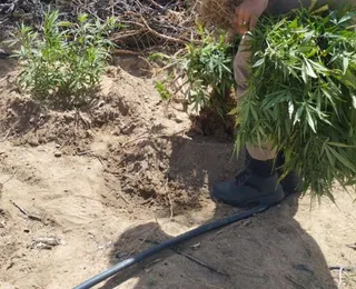 Homem é detido e 11 mil pés de maconha são apreendidos na Bahia