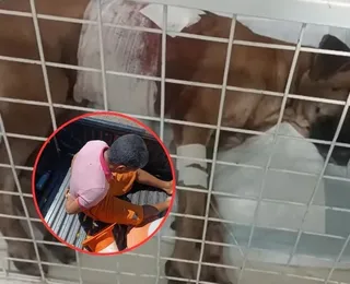 Homem é preso após esfaquear o próprio cachorro
