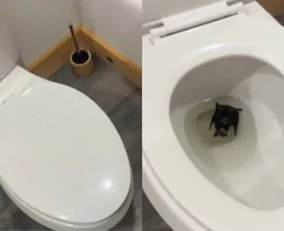 Influenciadora é hospitalizada após achar morcego em vaso sanitário