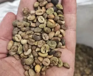 Mais de 2,4 toneladas de café impróprio ao consumo são apreendidas