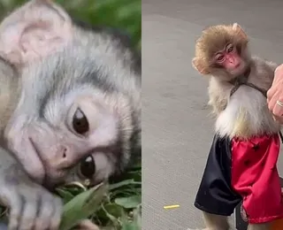 Memes de macacos: entenda os impactos para saúde do animal