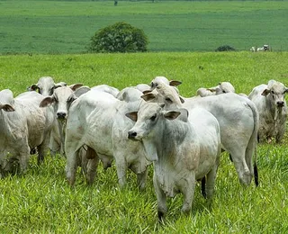 Municípios do Portal do Sertão têm vocação natural para a pecuária