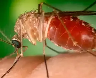 Novos casos de febre Oropouche acende alerta em todo o país