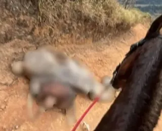 Polícia investiga morte de cavalo após mutilação com facão