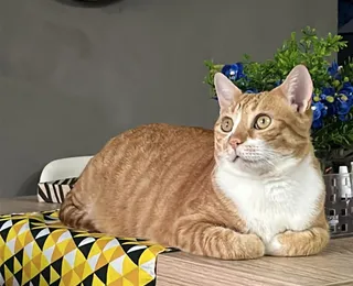 Proibição de teste de cosméticos em animais: veja o que dizem veterinários