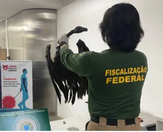 Ratos, cobras e aves: carga com mais de 100 kg é apreendida em aeroporto