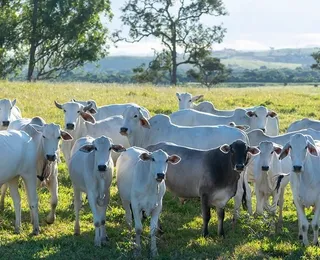 Seagri avança com projeto de rastreabilidade bovina na Bahia