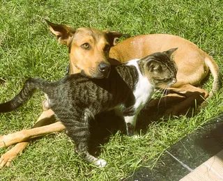 Seu pet está protegido? Maioria dos tutores ignora vacinas de cães e gatos
