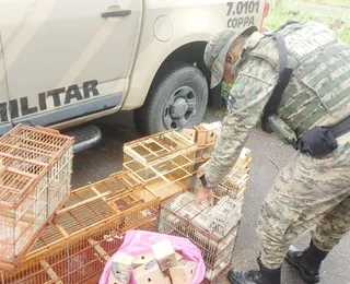 Suspeito é preso e 40 aves silvestres são resgatadas em Simões Filho
