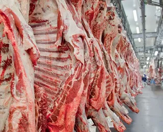 Tarifaço: chegada de mosca carnívora nos EUA pode mudar destino do Brasil