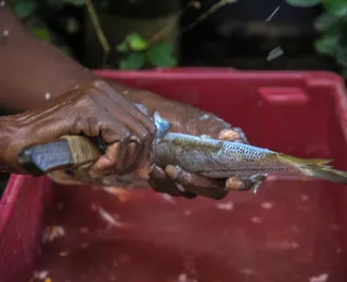 VLT Salvador: 1,4 tonelada de sardinha transforma a renda de marisqueiras