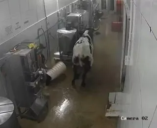 Vaca 'atropela' mulher na rua, invade fábrica e assusta funcionários