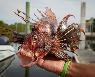 Veneno e espinhos: peixe invasor é encontrado na Bahia