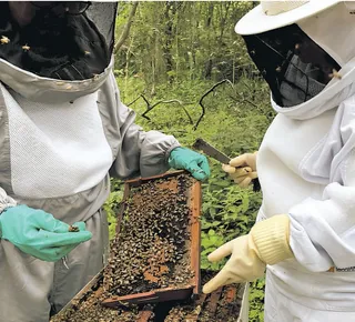 Besouro ameaça colmeias e acende sinal de alerta na apicultura baiana - Imagem